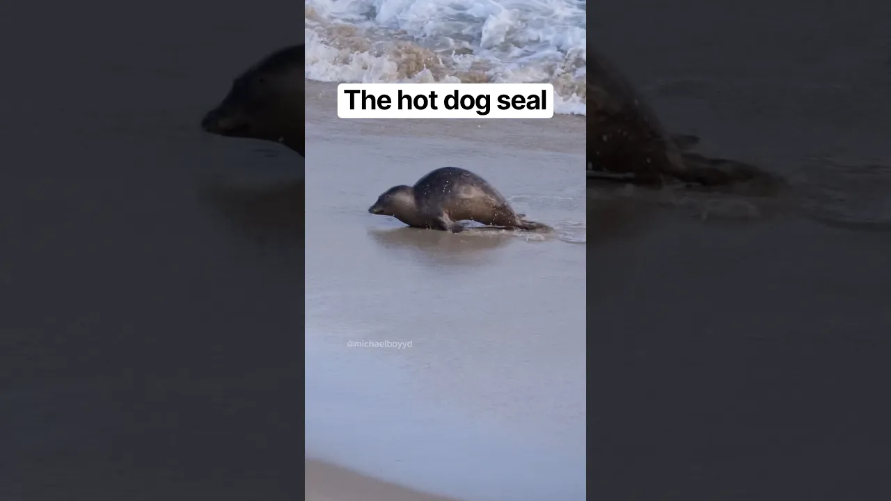 The hot dog seal