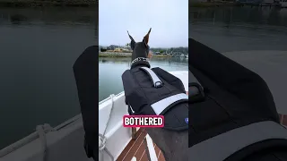 .. #fyp #pets #doberman #dream #creatorsearchinsights