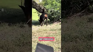 Good morning.. #fyp #dream #doberman #pets #youtube