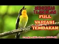 Download Lagu MASTERAN VARIASI TEMBAKAN RAPAT TAJAM KOMBINASI BURCIL IMPORT UNTUK MURAI BATU CUCAK IJO KACER ANIS