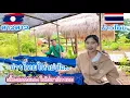 Download Lagu บ่าวไทยตัดสิ้นใจเลี้ยงแหนแดงอีกรอบ ครั้งที่แล้วตุยหมดเลย
