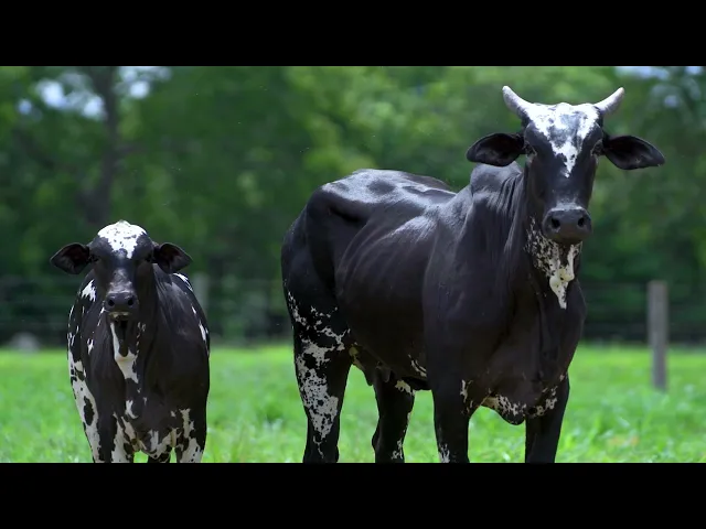 Matriz Nelore EP - 742