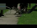 Alligator attacks happening more frequently in Florida