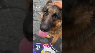 I MEET AN ABANDONED DOG 