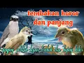 Download Lagu Tembakan horor 🔥🔥 jingjing petulak kapas tembak dan bajing kekes