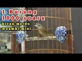 Wambi mini 1000 suara kicau burung merdu