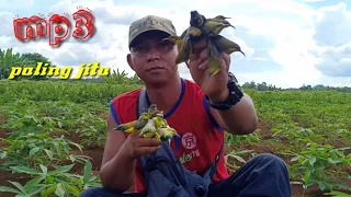 begitu banyaknya sogon lengket mp3 pikat sogon super ampuh