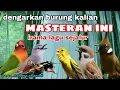 Download Lagu INI BARU MASTERAN MEWAH !! Kombinasi Masteran Murai batu Full Tembakan Mudah Ditiru