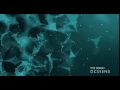 Plexus Effect - Adobe After Effects
