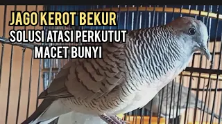 Download Perkutut lokal gacor JAGO KEROT BEKUR - SOLUSI ATASI PERKUTUT MACET JADI RAJIN BUNYI ONFIRE MP3