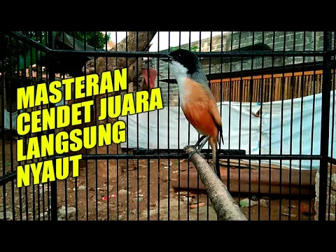 Download MP3 CENDET TERBAIK GACOR FULL ISIAN PANJANG JERNIH AMPUH | MP3 SUARA BURUNG | DOWNLOAD | MASTERAN 1 JAM