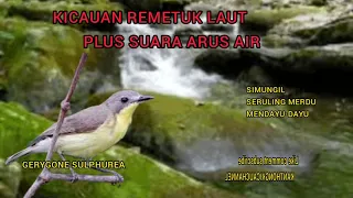 Download SUARA BURUNG REMETUK LAUT  PLUS GEMERCIK AIR SANGAT COCOK UNTUK MASTERAN MP3