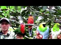 Download Lagu BERPETUALANG MEMIKAT BURUNG CUCAK RANTING MALAH POIN BURUNG LANGKAH YG UNIK