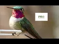 Download Lagu Breedstaartkolibriegeluid, vogellokroep voor professionele jagers