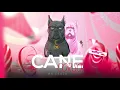 Download Lagu MR CRAZY - CANE CORSO (disstrack)