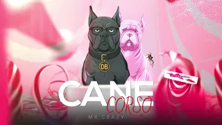 MR CRAZY CANE CORSO Disstrack 