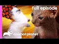 Ragdoll Burmese and Sphynx Kittens Too Cute Full Episode