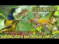 Download Lagu Suara pikat burung kecil Sogok ontong dan prenjak lumut paling ampuh! MP3 JAMINAN JITU