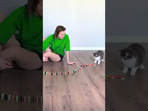 CRAZY FUNNY CAT 😂 #shorts