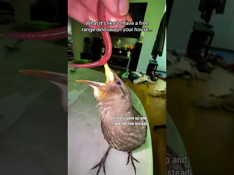 What it’s like to have a free range bird come and go as he pleases... #dinosaur #starling #evolution