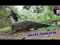 Download Lagu BANG SPEERS  LAWAN  BUAYA