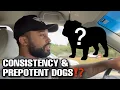 You must have this in a dog breeding program CONSISTENCY PREPOTENT DOGS
