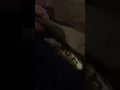 My new baby Fire Bee ball python Flower