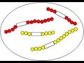 Meiosis Pop Bead Lab Simulation