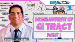 Gastrointestinal Development Embryology of the GI Tract Part 1