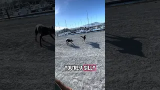 Violet made a new friend!! #fyp #dream #doberman #pets #youtube