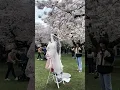 Washington University Cherry Blossoms in Full Bloom March 2025