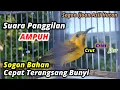 Lagu Sogon Ijoan GACOR NGR!iW!iK PANCINGAN SOGON BAHAN AGAR CEPETBUNY!i #pancingansogon #sogokontong