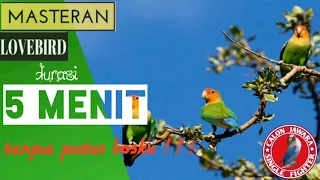 cara mp3 ngekek 5 menit tanpa putus nih masteranya masteran lovebird ngekek panjang 