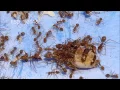 Download Lagu Ratu Semut Rangrang (Weaver Ant Queen)