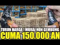 Download Lagu TURUN HARGA ! MURAI BATU NON GEMBUNG 150.000 AN BERGARANSI, STOK RATUSAN EKOR DIJUAL HABIS - HABISAN
