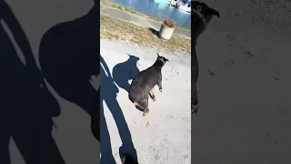 .. #fyp #dream #vlog #doberman #pets