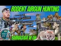 Download Lagu RODENT AIR GUN HUNTING I RATTING WITH FX IMPACT M3 AND JAVELOT PRO 2 I PEST CONTROL WITH AIR GUN