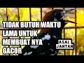 Download Lagu Terapi anis kembang susah bunyi, susah gacor ,susah ngeplong,