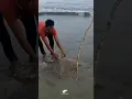 Download Lagu Bapak Bapak Ini Strike Ikan Pari besar 20 Kg #kacongmancing #ikanpari #shortvideo