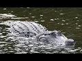 9-foot alligator attacks man fishing in Leesburg Florida He took his hand off
