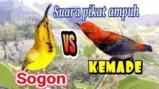 sogok ontong dan kemade suara pikat nok ndeso