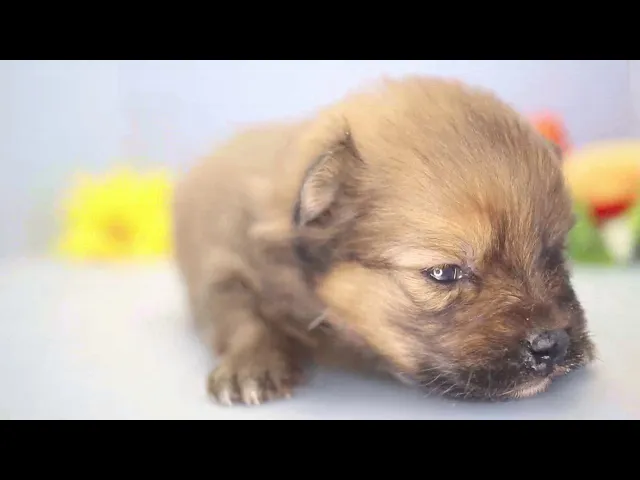 動画