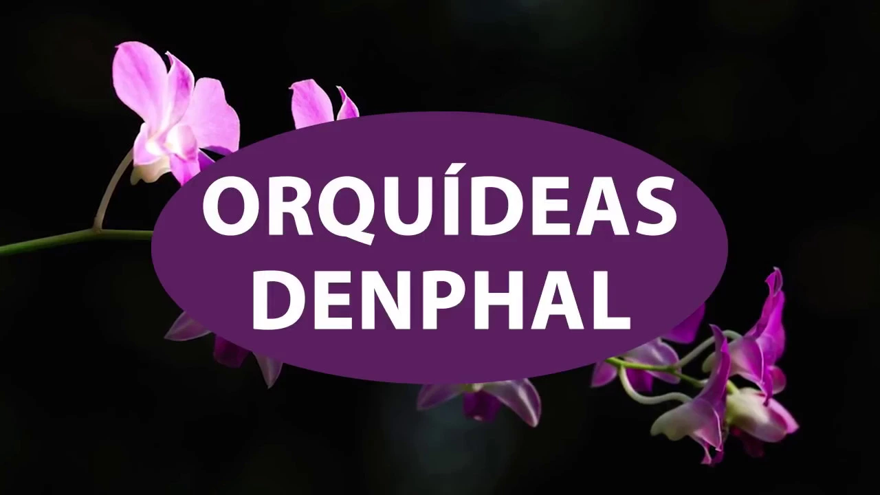 COMO CUIDAR DE ORQUIDEA DENPHAL