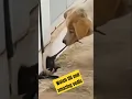 Download Lagu Not onliy cats Dogs can also mouse catchers😱 #funny #dogs #cats #fyp #fypシ゚viral #viral #shortsfeed