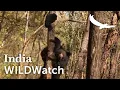 The Sloth Bears of India Jungles of Monsoon India WILDwatch
