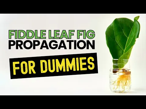 Download MP3 Propagating Your Fiddle Leaf Fig is EASY! Here's How
