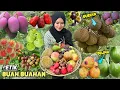 Download Lagu Petik buah-buahan dikebun | Panen buah segar