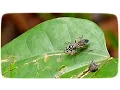 Download Lagu Wasp stung spider