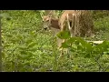 Michigan DNR announces new deer hunting rules for 2025 season
