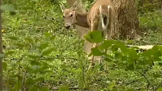Michigan DNR announces new deer hunting rules for 2025 season